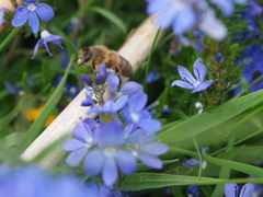 Veronica satureiifolia