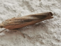 Crambidae