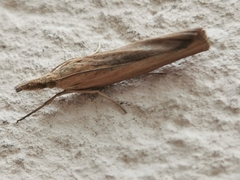 Crambidae