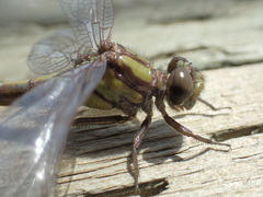 Ophiogomphus carolus