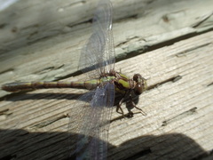 Ophiogomphus carolus