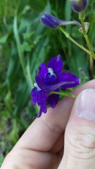 Delphinium decorum