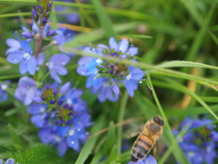 Veronica satureiifolia