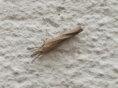 Crambidae