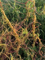 Cuscuta epithymum
