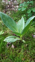 Gentiana lutea — photo 2