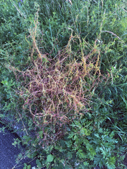 Cuscuta epithymum
