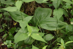 Veratrum parviflorum