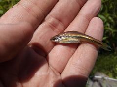 Notropis chalybaeus