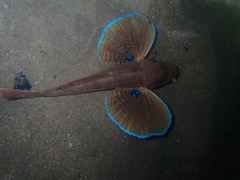 Chelidonichthys lucerna