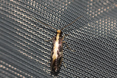 Monopis obviella