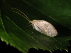 Hemerobius marginatus