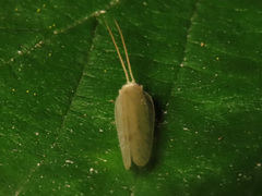 Hemerobius marginatus