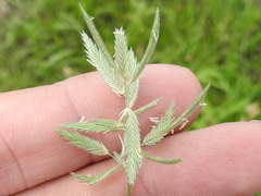 Eragrostis reptans