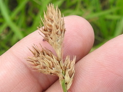 Carex tetrastachya