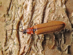 Denticollis linearis