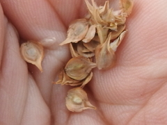 Carex tetrastachya