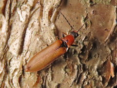 Denticollis linearis