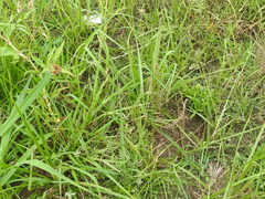 Carex tetrastachya