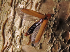 Denticollis linearis