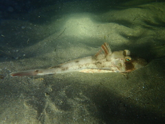 Chelidonichthys lucerna