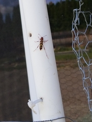Neoclytus acuminatus