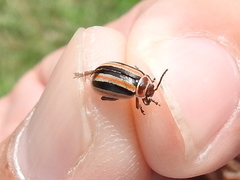 Kuschelina miniata