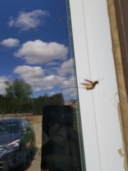 Neoclytus acuminatus
