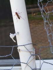 Neoclytus acuminatus
