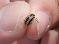 Kuschelina miniata