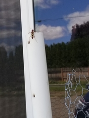 Neoclytus acuminatus