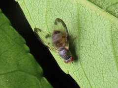 Palloptera umbellatarum