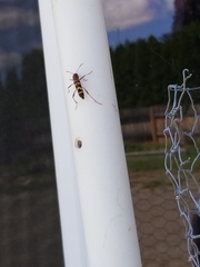 Neoclytus acuminatus