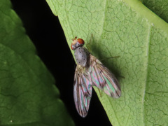 Palloptera umbellatarum