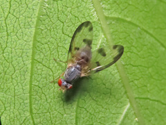 Palloptera umbellatarum