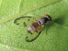 Palloptera umbellatarum