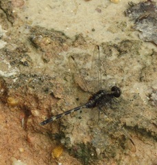 Erythemis plebeja