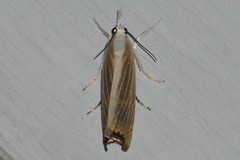 Parapediasia decorellus