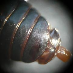 Pterostichus gracilis