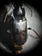 Pterostichus gracilis