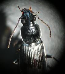 Pterostichus gracilis