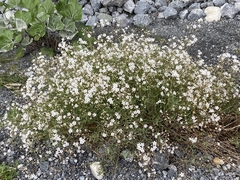 Gypsophila repens