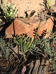 Lomatium nevadense parishii