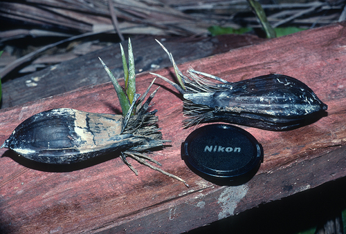 Ein weiteres Foto von Nipa palm