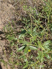 Pediomelum tenuiflorum