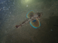 Chelidonichthys lucerna
