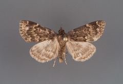 Idia denticulalis