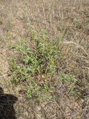 Pediomelum tenuiflorum