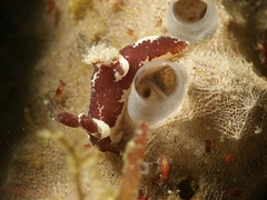 Trapania stegodon