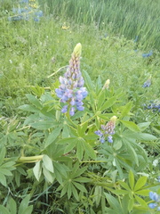 Lupinus polyphyllus